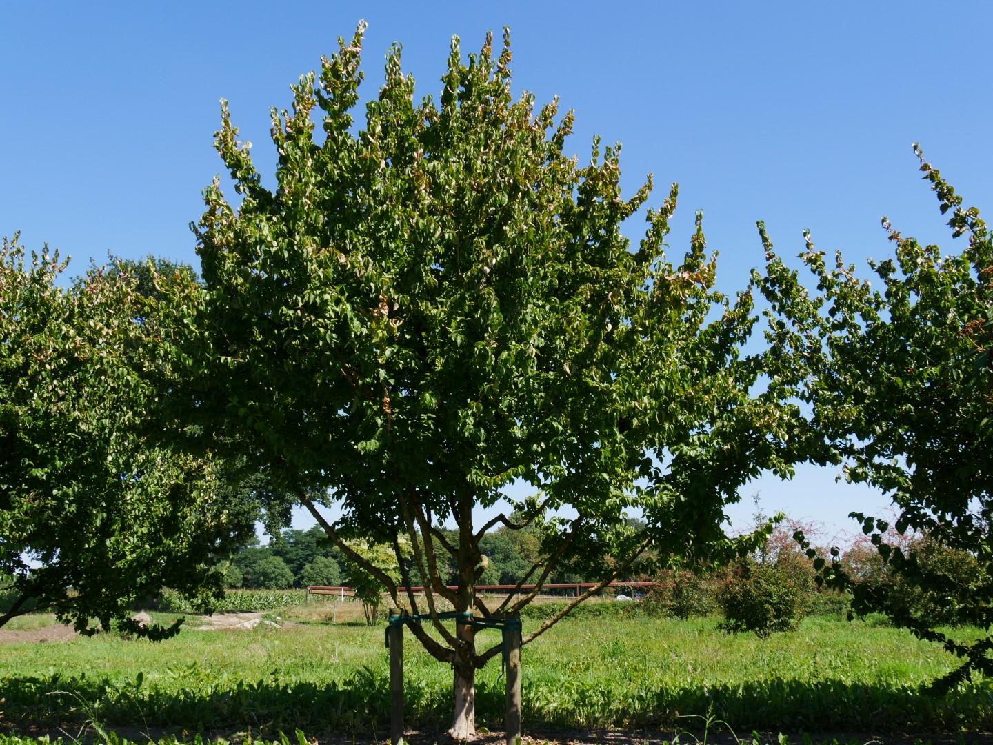 Cornus Mas Multi Stem - View 15 from www redcrocus com