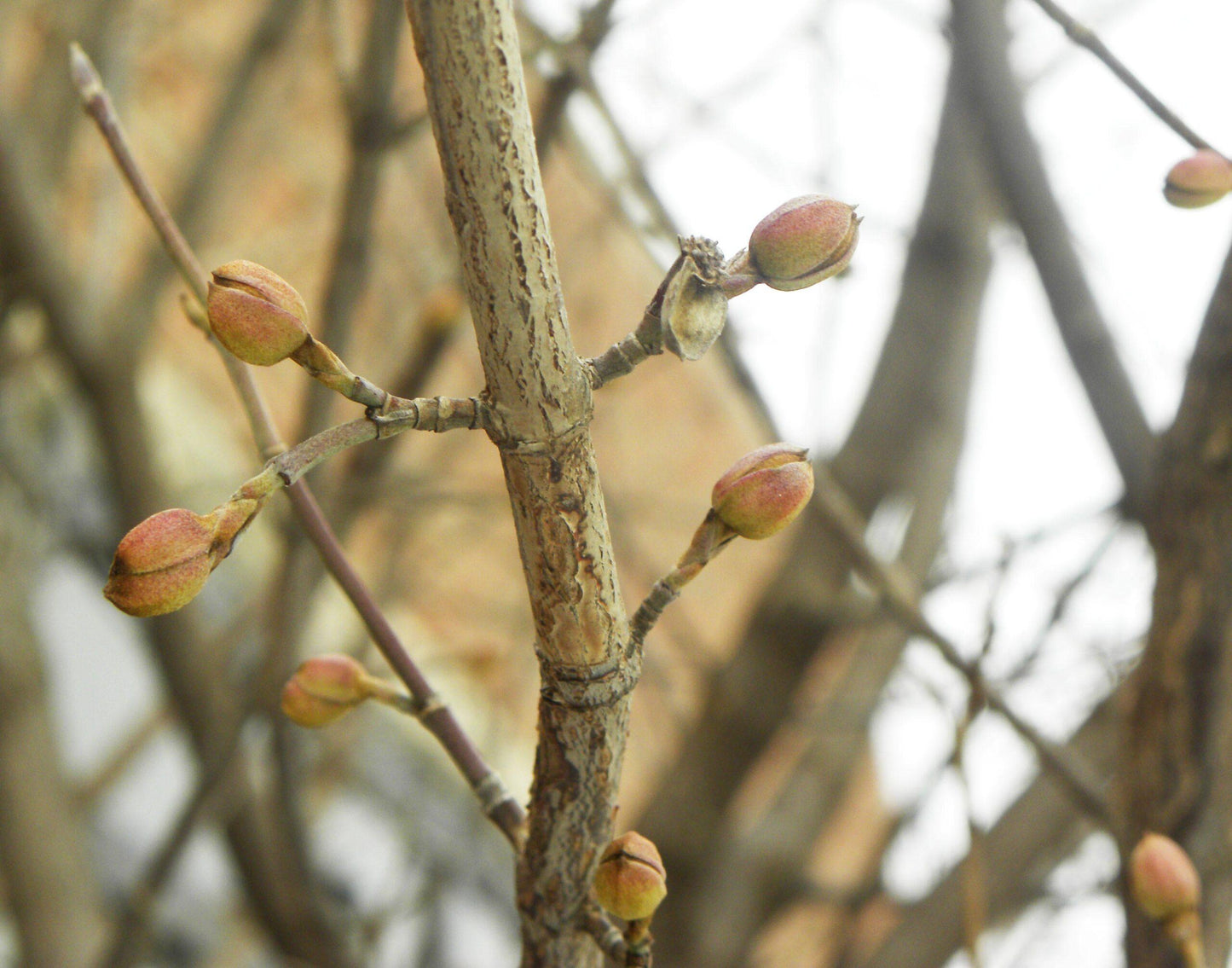 Cornus Mas Multi Stem - View 16 from www redcrocus com