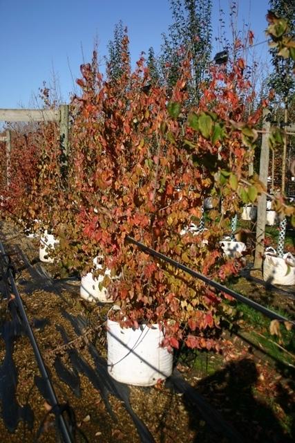 Cornus Mas Multi Stem - View 6 from www redcrocus com
