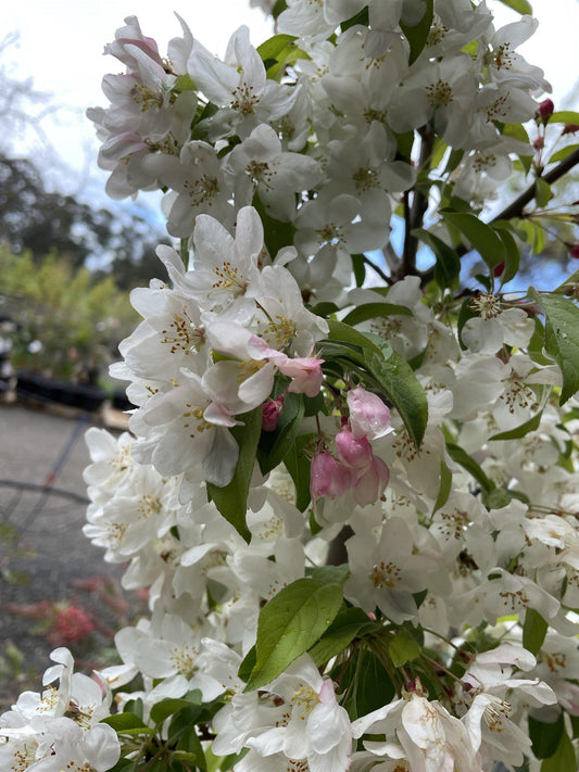 Malus Sugar Tyme - View 10 from www redcrocus com