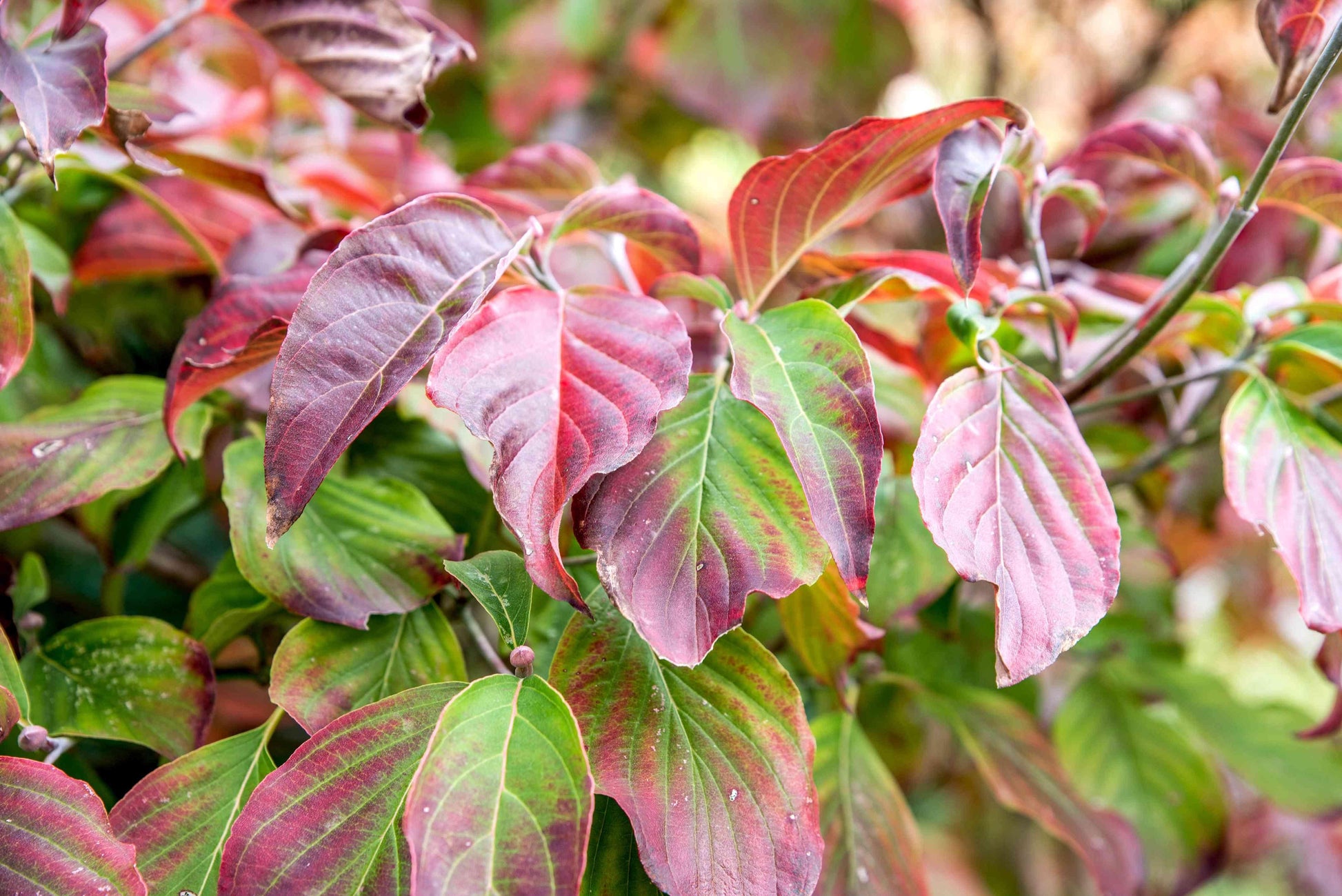 Cornus 'venus' Single Stem - View 16 from www redcrocus com
