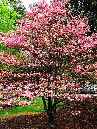 Cornus 'venus' Single Stem - View 17 from www redcrocus com