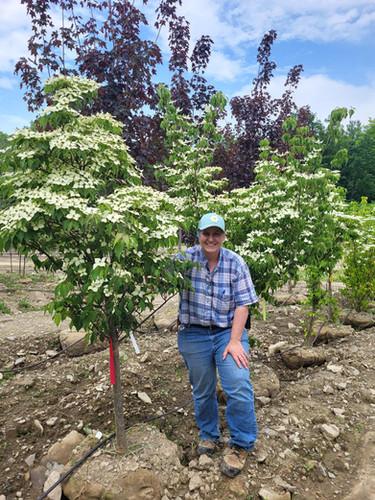 Cornus 'venus' Single Stem - View 21 from www redcrocus com