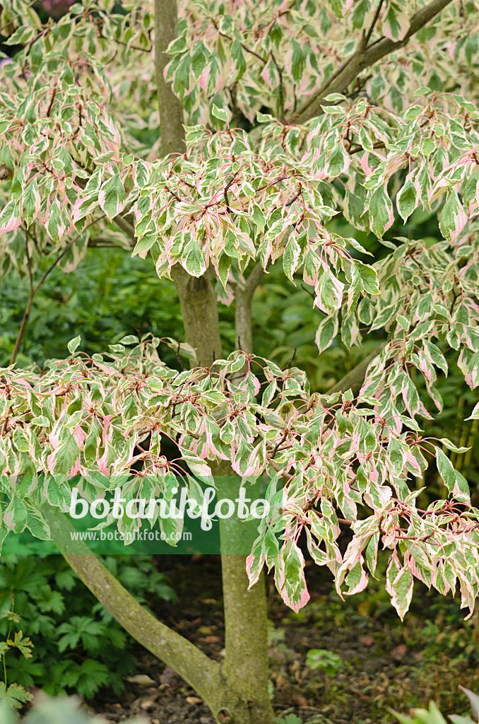 Cornus 'venus' Single Stem - View 4 from www redcrocus com