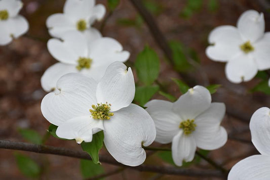 Cornus Florida Appalachian Snow Single Stem - View 1 from www redcrocus com