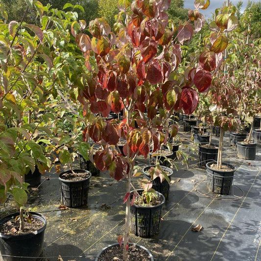 Cornus Florida 'cherokee Brave' Single Stem - View 10 from www redcrocus com