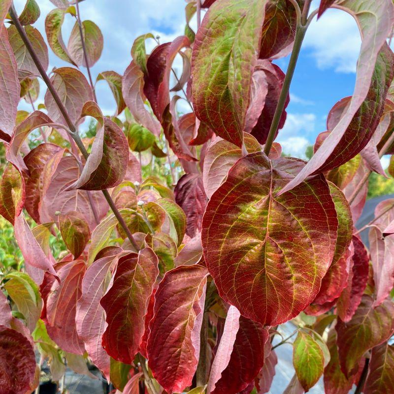 Cornus Florida 'cherokee Brave' Single Stem - View 11 from www redcrocus com