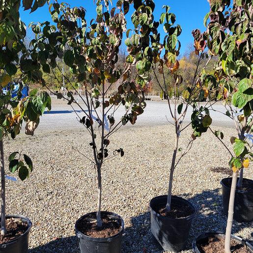 Cornus Florida 'cherokee Brave' Single Stem - View 12 from www redcrocus com