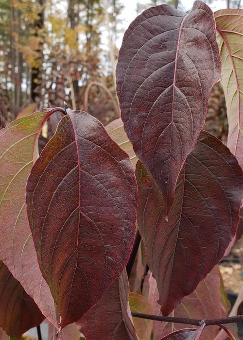 Cornus Florida 'cherokee Brave' Single Stem - View 16 from www redcrocus com