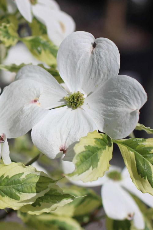 Cornus Florida 'cherokee Brave' Single Stem - View 18 from www redcrocus com