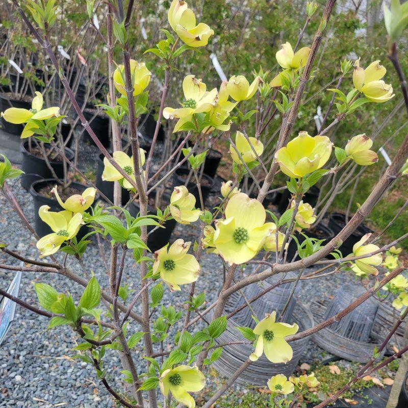 Cornus Florida 'cherokee Brave' Single Stem - View 3 from www redcrocus com