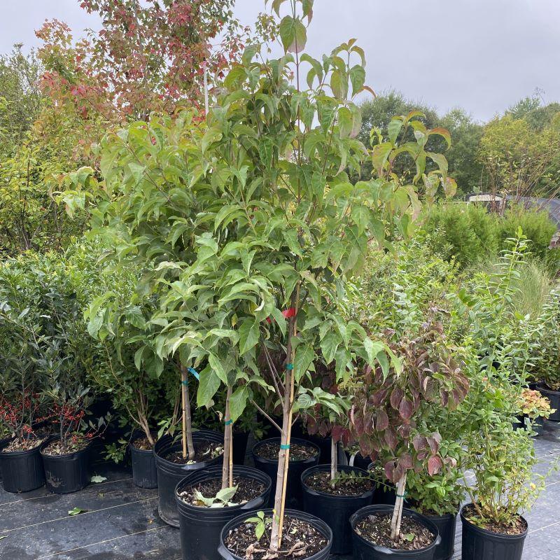 Cornus Florida 'cherokee Brave' Single Stem - View 5 from www redcrocus com