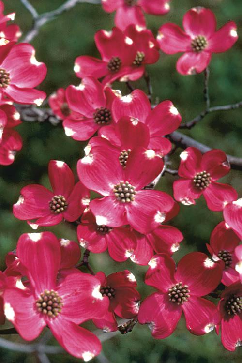 Cornus Florida 'cherokee Brave' Single Stem - View 6 from www redcrocus com