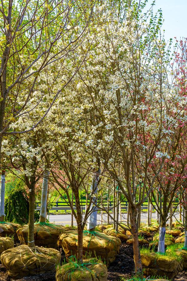 Cornus Florida 'cherokee Brave' Single Stem - View 9 from www redcrocus com