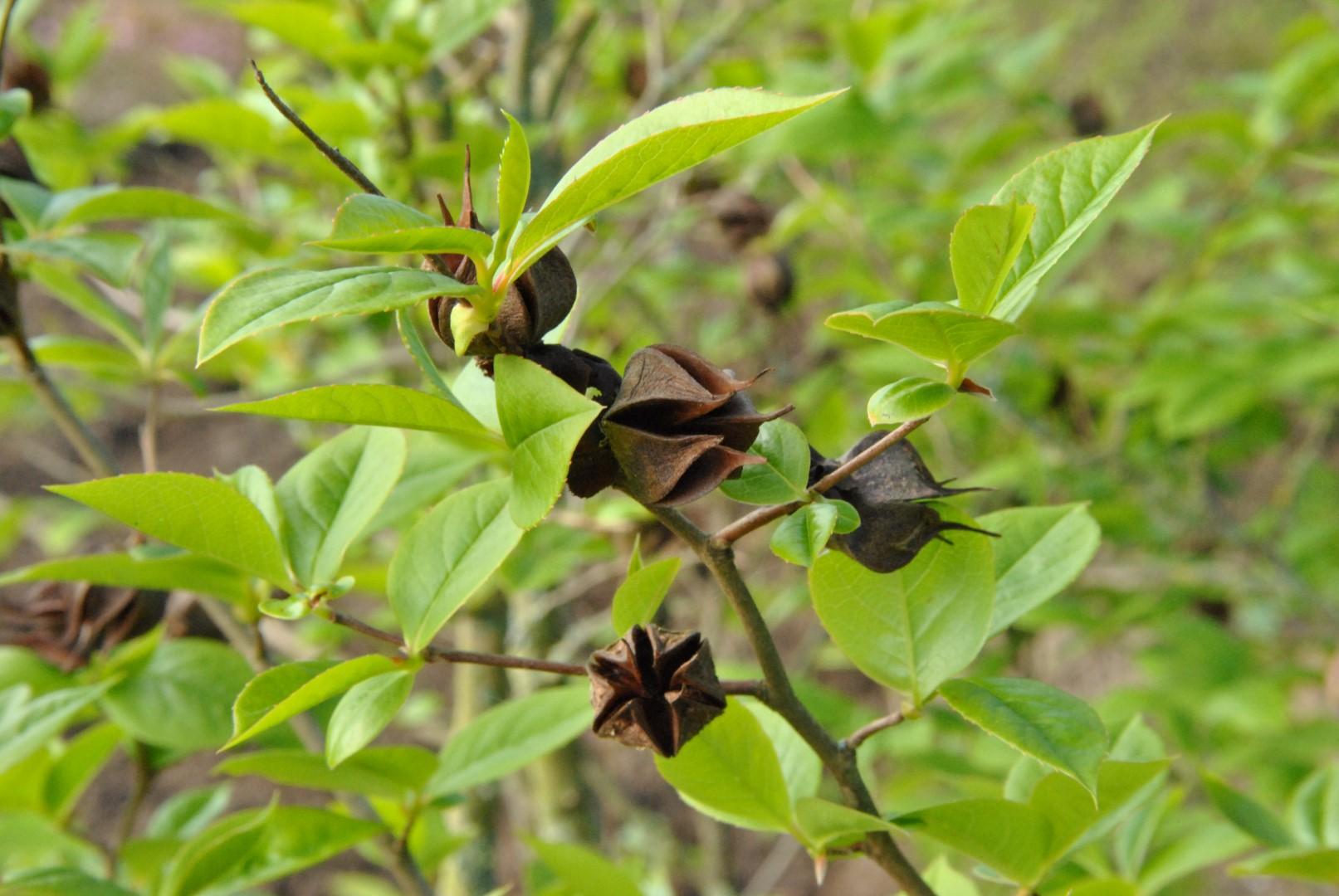 Stewartia Pseudocamellia Single Stem - View 28 from www redcrocus com