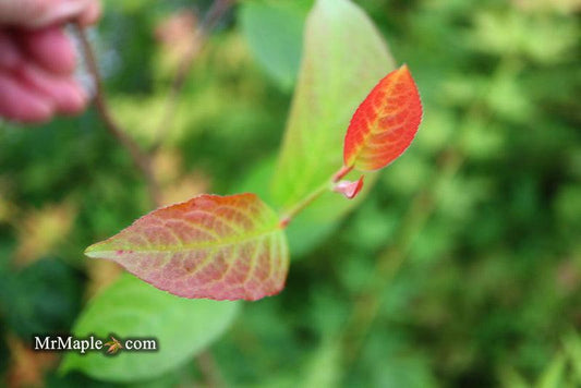 Stewartia Pseudocamellia Single Stem - View 33 from www redcrocus com