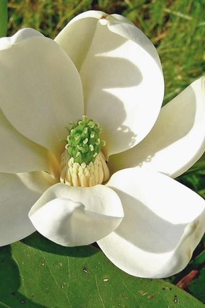 Magnolia Virginiana Moonglow Single Stem - View 14 from www redcrocus com