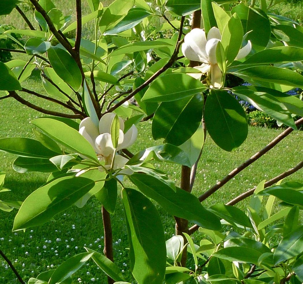 Magnolia Virginiana Moonglow Single Stem - View 15 from www redcrocus com