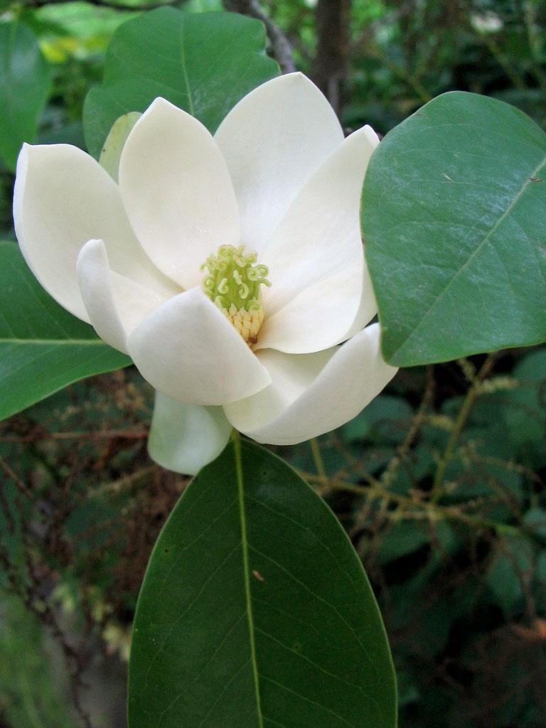 Magnolia Virginiana Moonglow Single Stem - View 2 from www redcrocus com