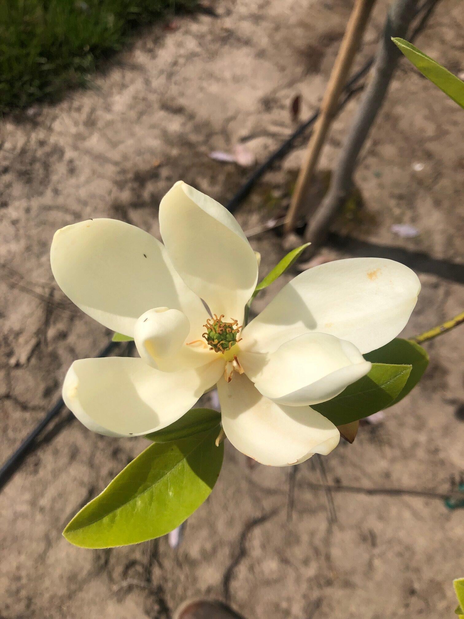 Magnolia Virginiana Moonglow Single Stem - View 5 from www redcrocus com