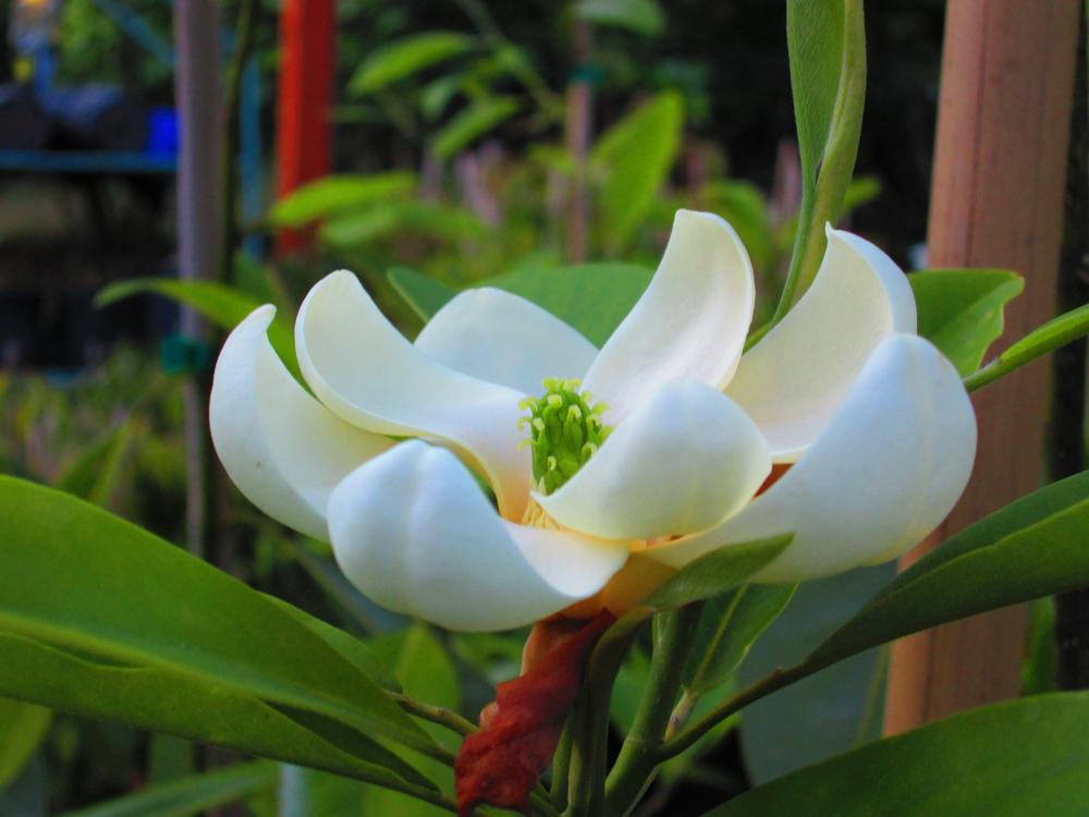 Magnolia Virginiana Moonglow Single Stem - View 6 from www redcrocus com