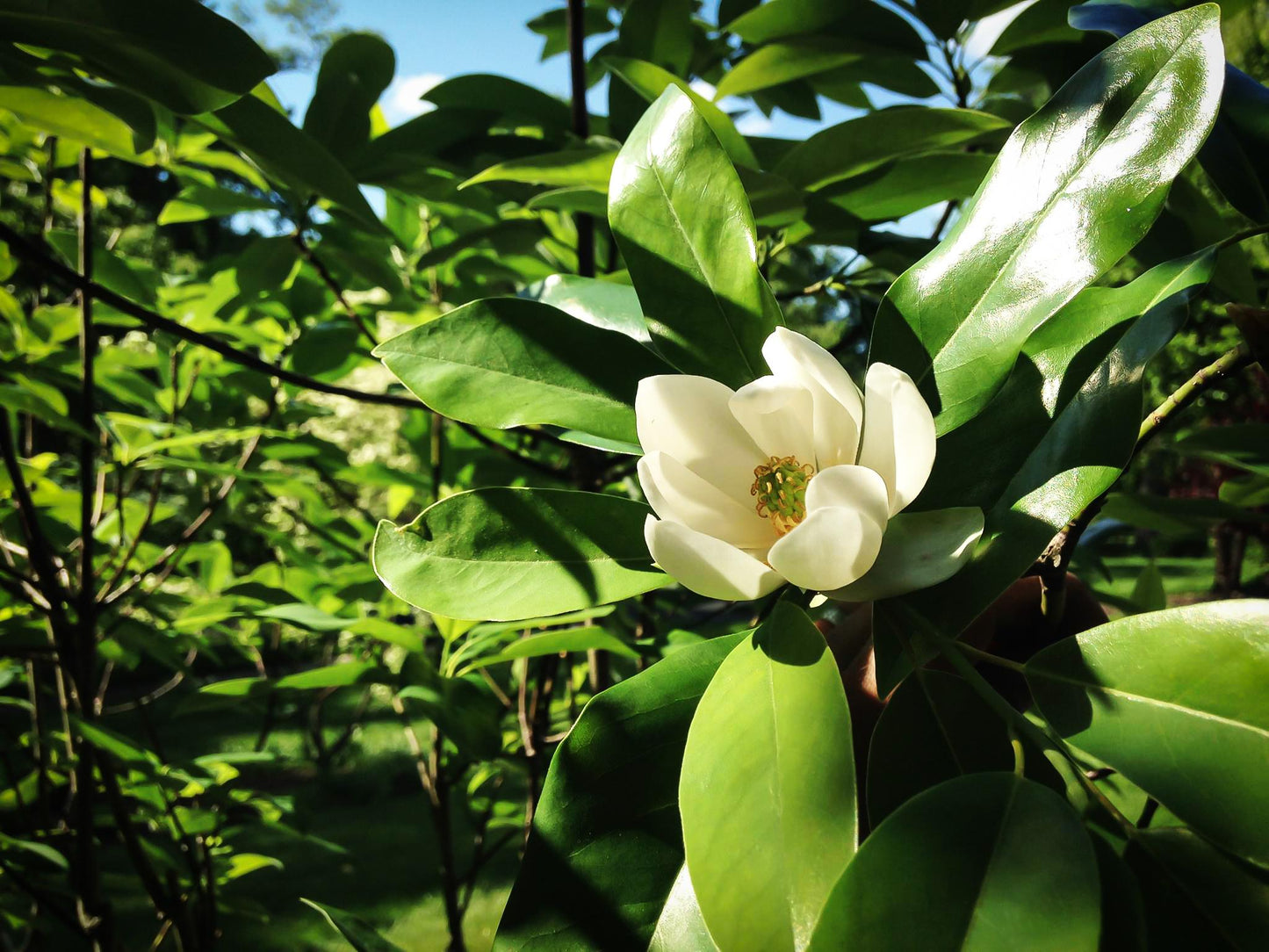 Magnolia Virginiana Moonglow Single Stem - View 7 from www redcrocus com