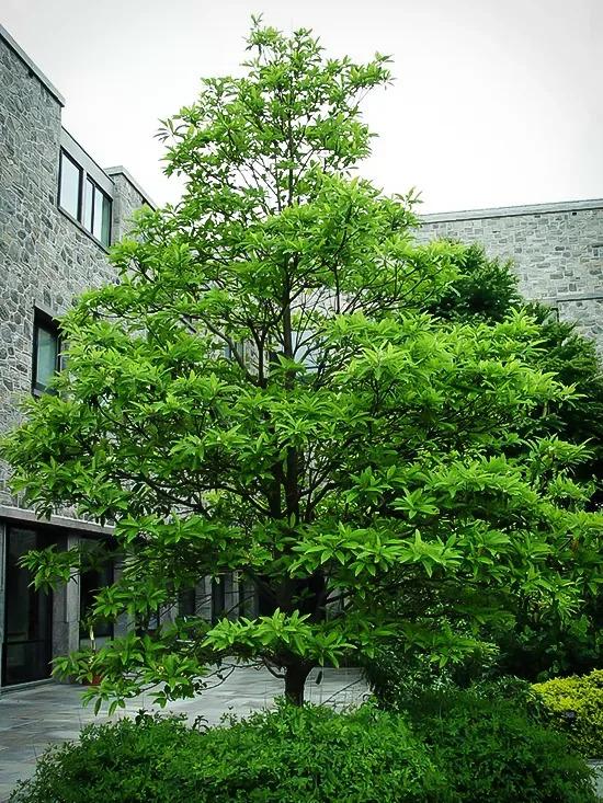 Magnolia Virginiana Moonglow Single Stem - View 8 from www redcrocus com