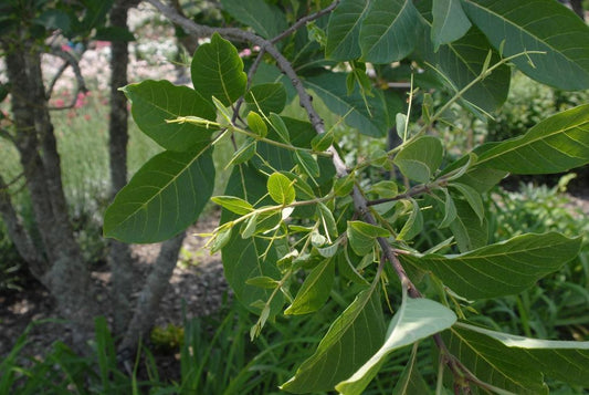 Chionanthus Virginicus Single Stem - View 10 from www redcrocus com