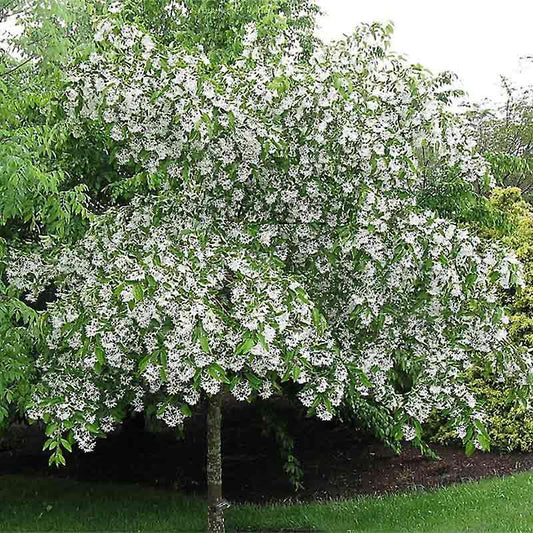 Chionanthus Virginicus Single Stem - View 1 from www redcrocus com