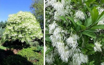 Chionanthus Virginicus Single Stem - View 7 from www redcrocus com
