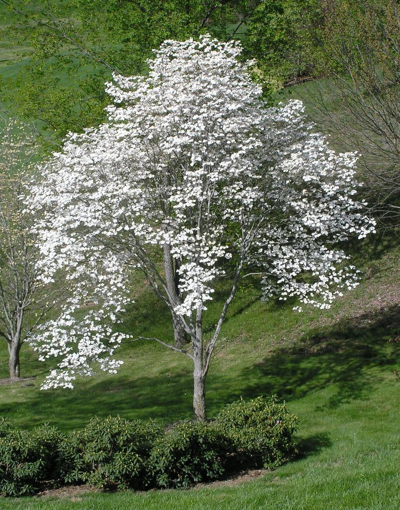 Cornus Florida Appalachian Blush Single Stem - View 18 from www redcrocus com
