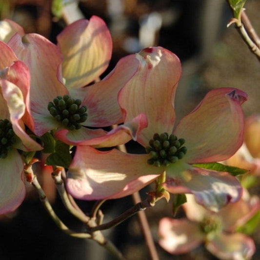 Cornus Florida Appalachian Blush Single Stem - View 1 from www redcrocus com