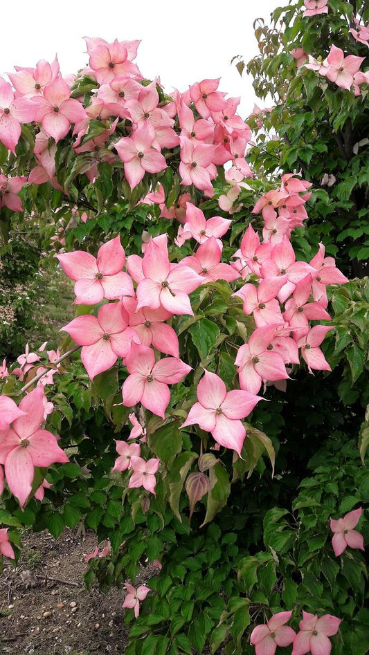 Cornus Rosy Teacups Single Stem - View 1 from www redcrocus com