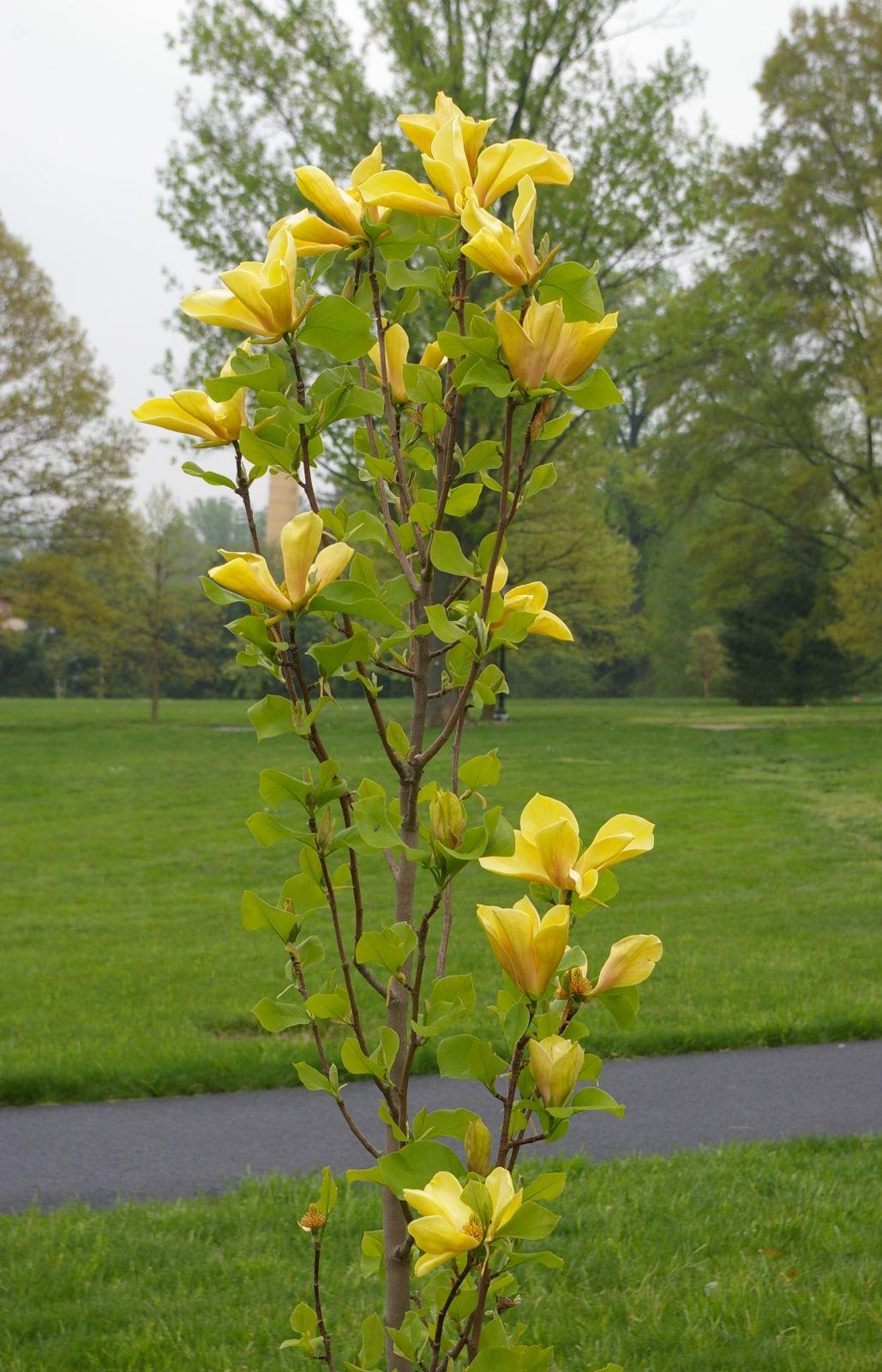 Magnolia Judy Zuk Single Stem - View 11 from www redcrocus com