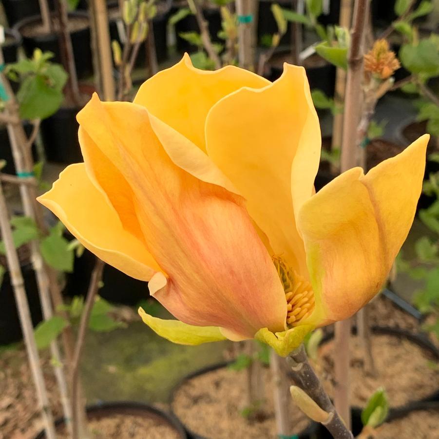 Magnolia Judy Zuk Single Stem - View 5 from www redcrocus com
