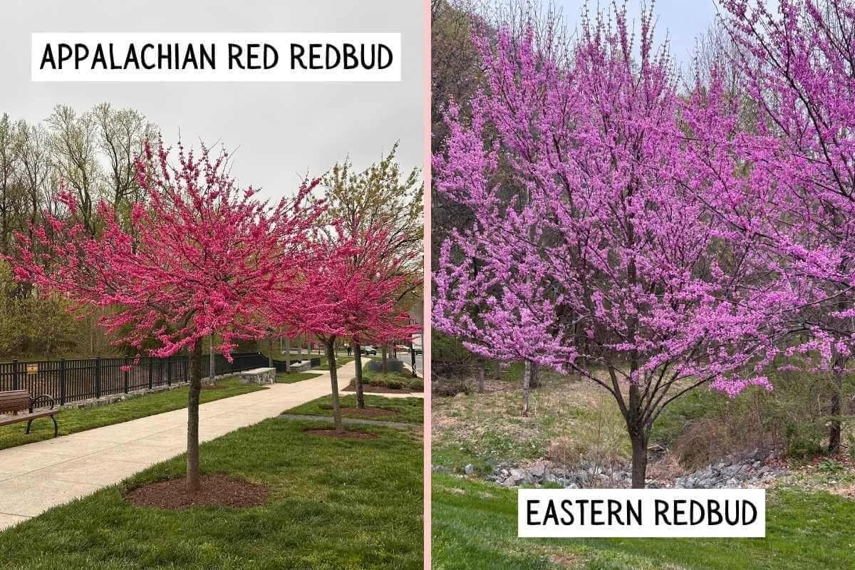 Cercis Canadensis 'appalachian Red' Single Stem - View 13 from www redcrocus com