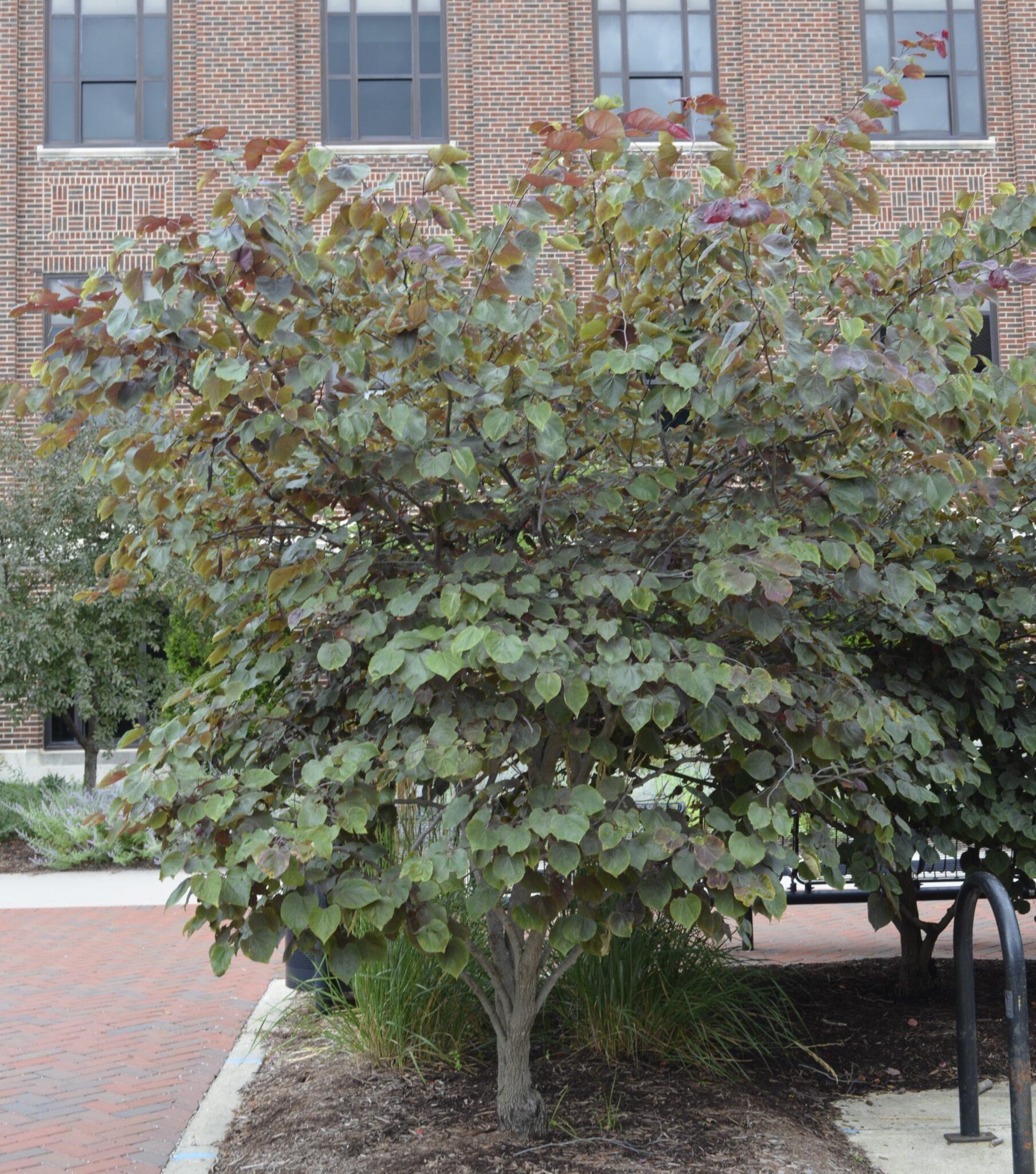 Cercis Canadensis 'appalachian Red' Single Stem - View 14 from www redcrocus com