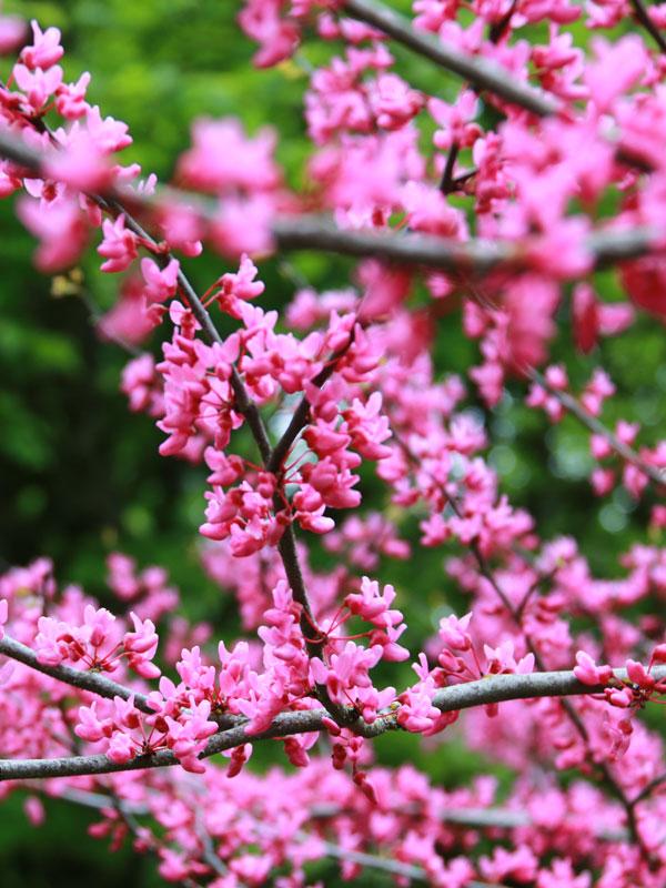 Cercis Canadensis 'appalachian Red' Single Stem - View 4 from www redcrocus com
