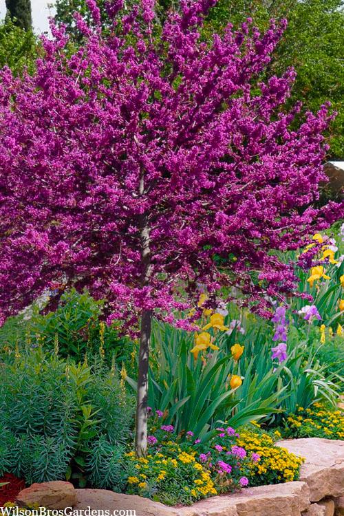 Cercis Canadensis 'appalachian Red' Single Stem - View 7 from www redcrocus com