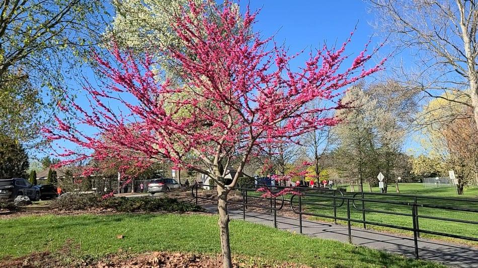 Cercis Canadensis 'appalachian Red' Single Stem - View 8 from www redcrocus com