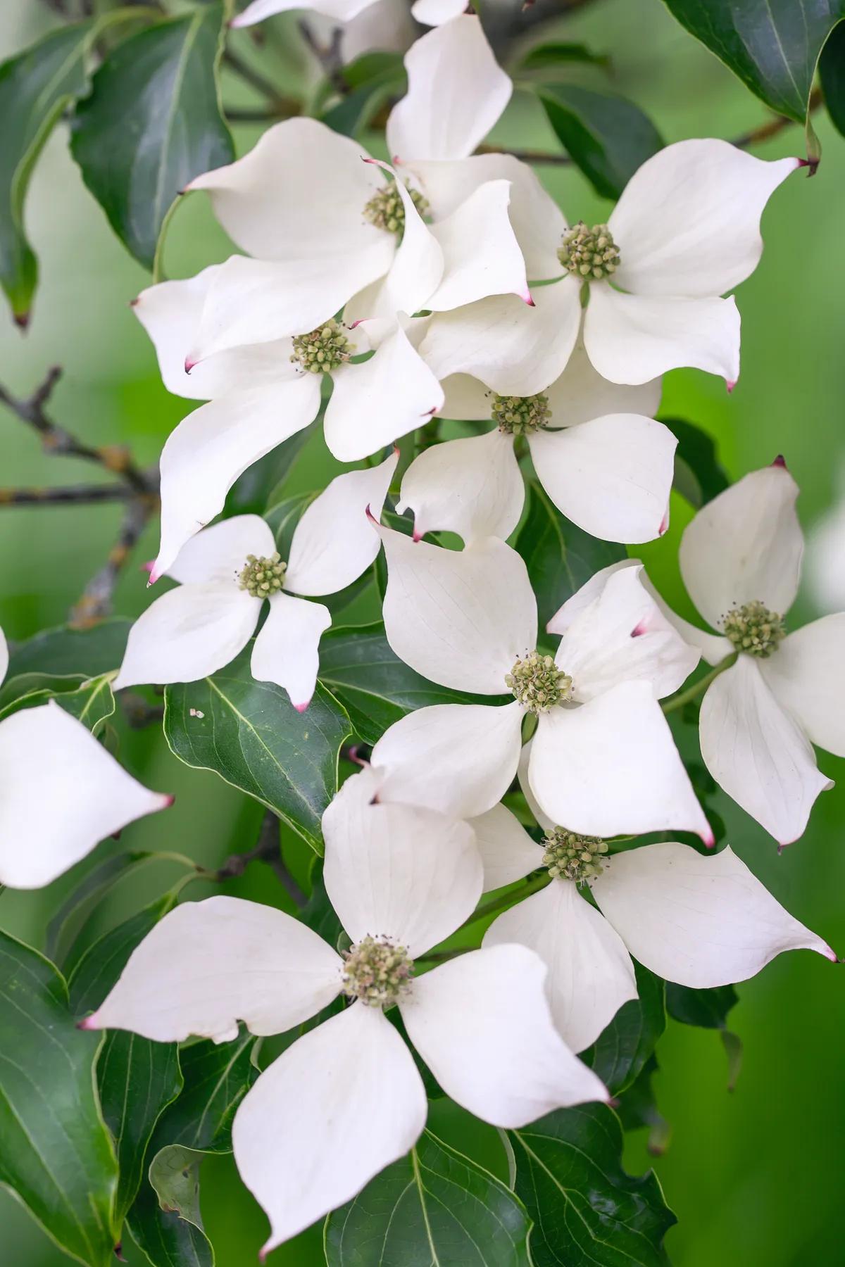 Cornus Rutban 'aurora' Single Stem - View 10 from www redcrocus com
