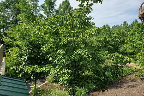 Cornus Rutban 'aurora' Single Stem - View 13 from www redcrocus com
