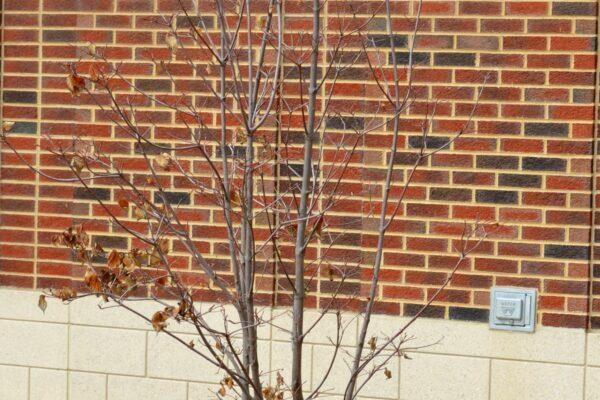 Cornus Rutban 'aurora' Single Stem - View 15 from www redcrocus com