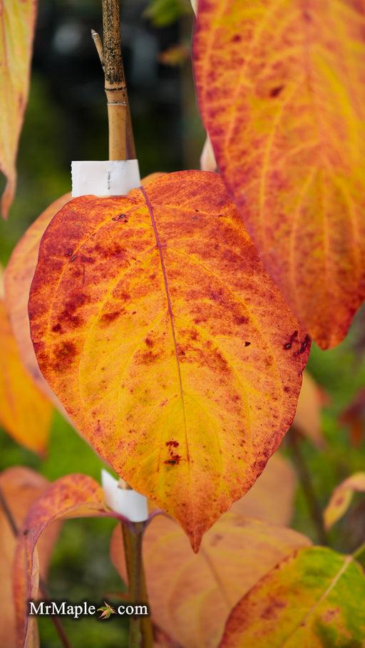 Cornus Rutban 'aurora' Single Stem - View 18 from www redcrocus com
