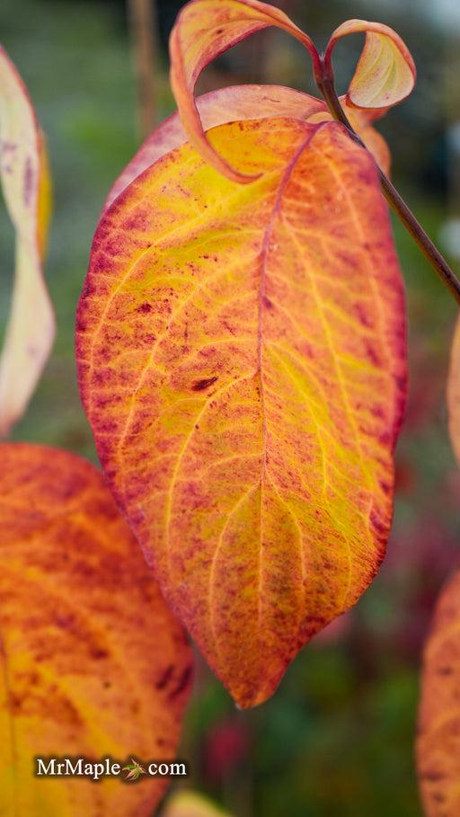 Cornus Rutban 'aurora' Single Stem - View 19 from www redcrocus com