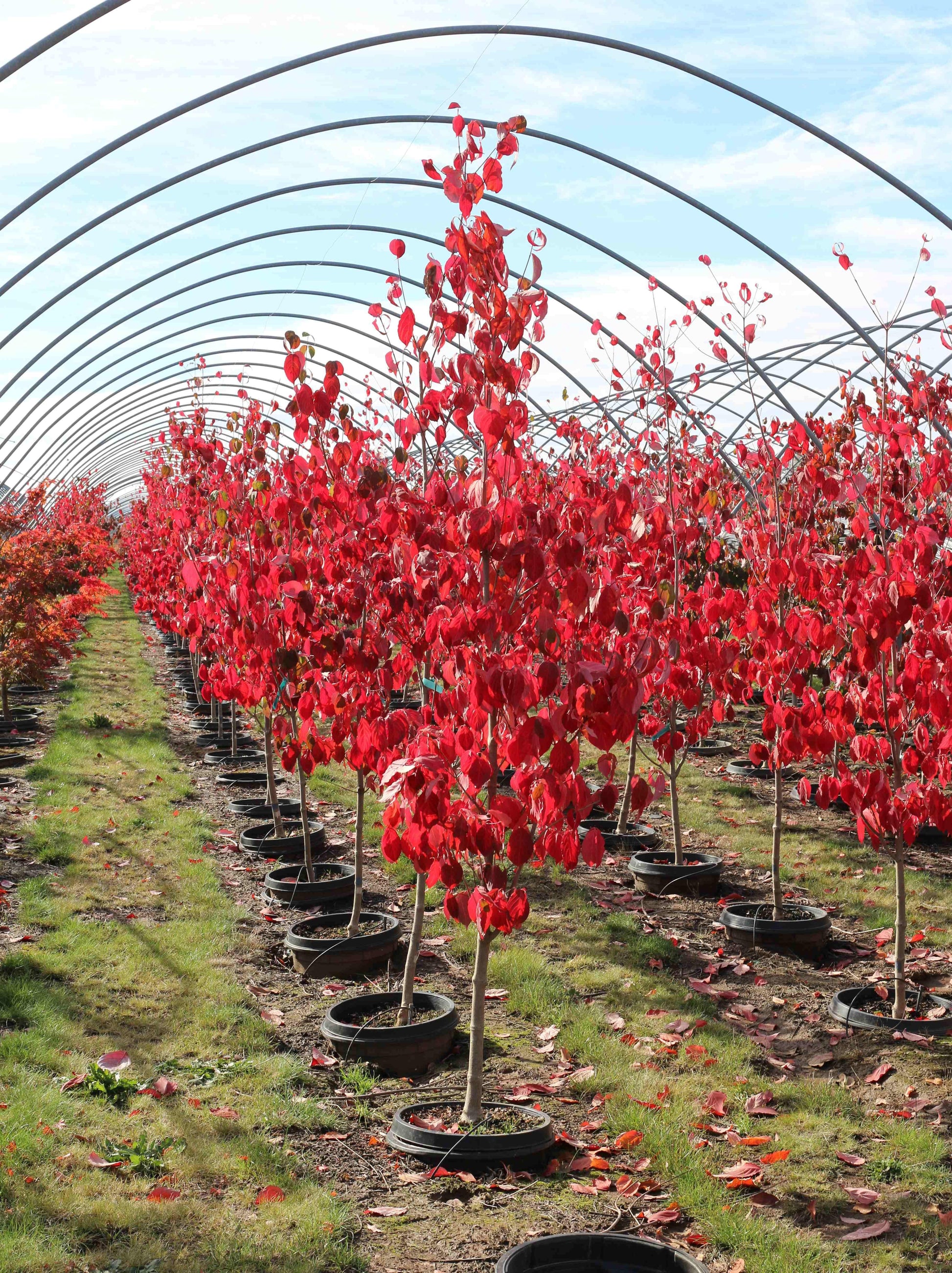 Cornus Rutban 'aurora' Single Stem - View 1 from www redcrocus com
