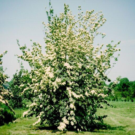 Cornus Rutban 'aurora' Single Stem - View 22 from www redcrocus com