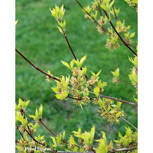 Cornus Rutban 'aurora' Single Stem - View 2 from www redcrocus com