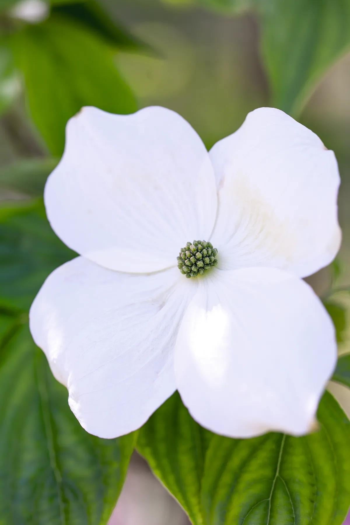 Cornus Rutban 'aurora' Single Stem - View 4 from www redcrocus com