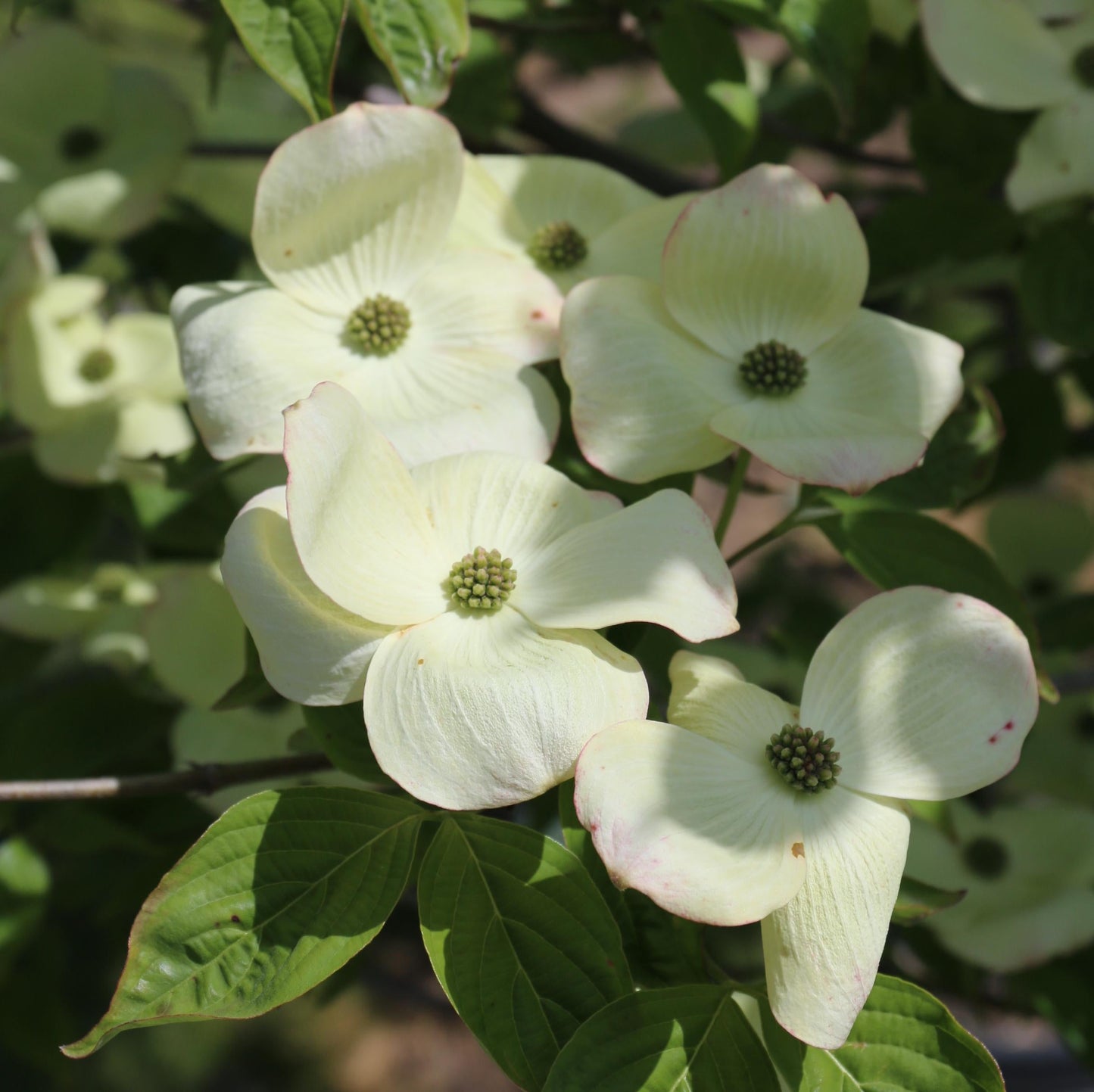 Cornus Rutban 'aurora' Single Stem - View 6 from www redcrocus com